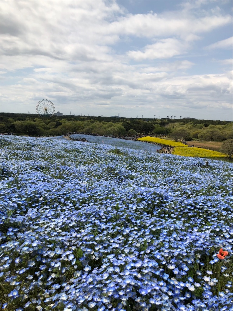 f:id:shinya03129696:20190507115616j:image