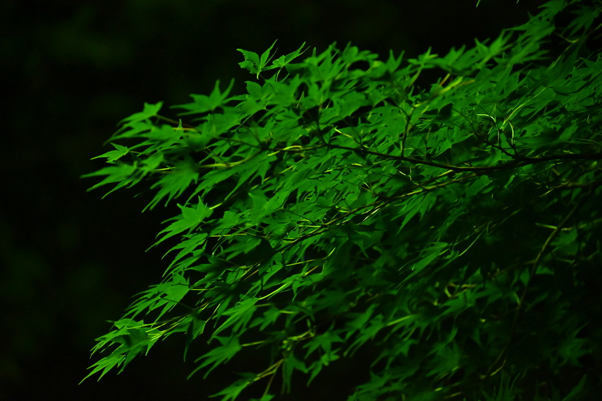 f:id:shinyatakagi1103:20210120205035j:plain