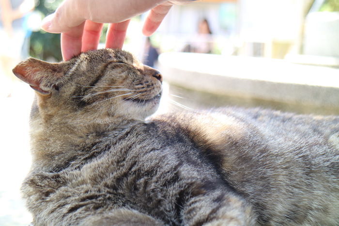 ネコ好きにはたまらない台湾にある猫村 猴硐 ホウトン の魅力をふんだんに紹介 Tabigraph タビグラフ