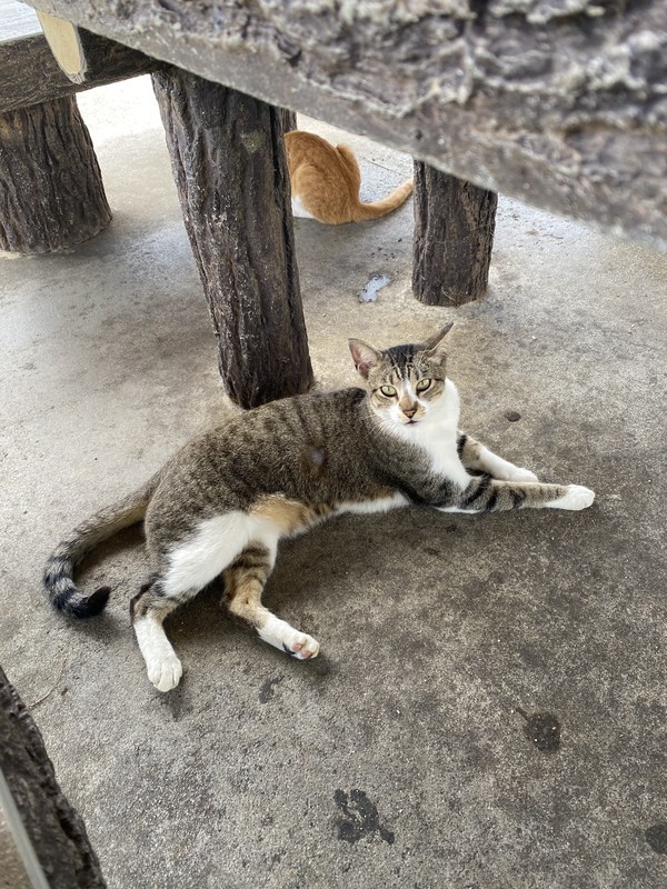 猫たちをうまく写真を撮るコツ②猫と少し距離感をとっていい姿を待つ