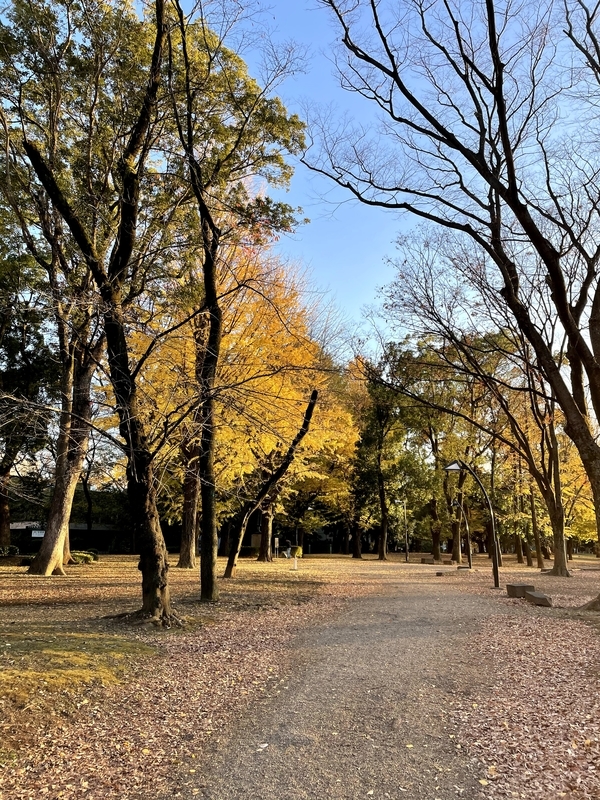 f:id:shio1000bei:20201205173746j:plain