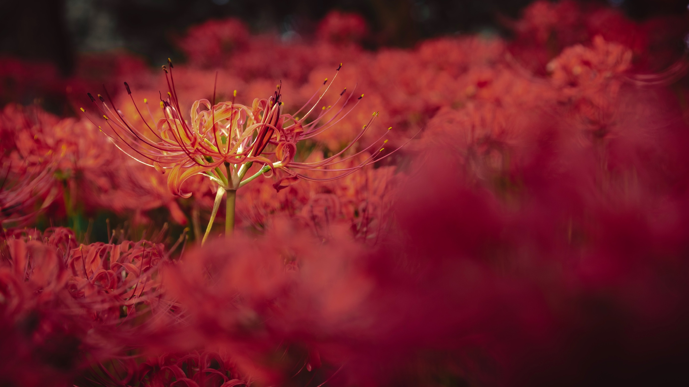 https://cdn-ak.f.st-hatena.com/images/fotolife/s/shiofilm/20191111/20191111202204_original.jpg