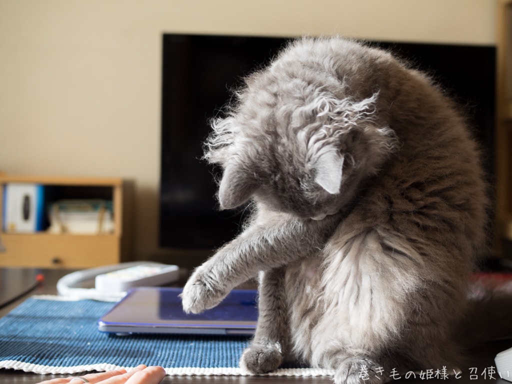 くんくん