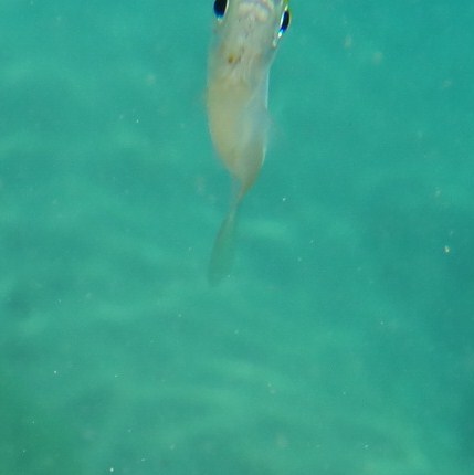 f:id:shioringo83:20121120025245j:image f:id:shioringo83:20121120025245j:image