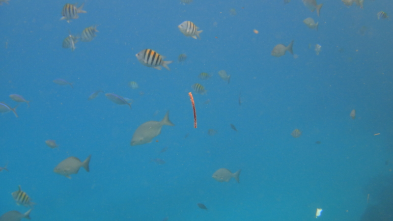 f:id:shioringo83:20121126025434j:image f:id:shioringo83:20121126025434j:image