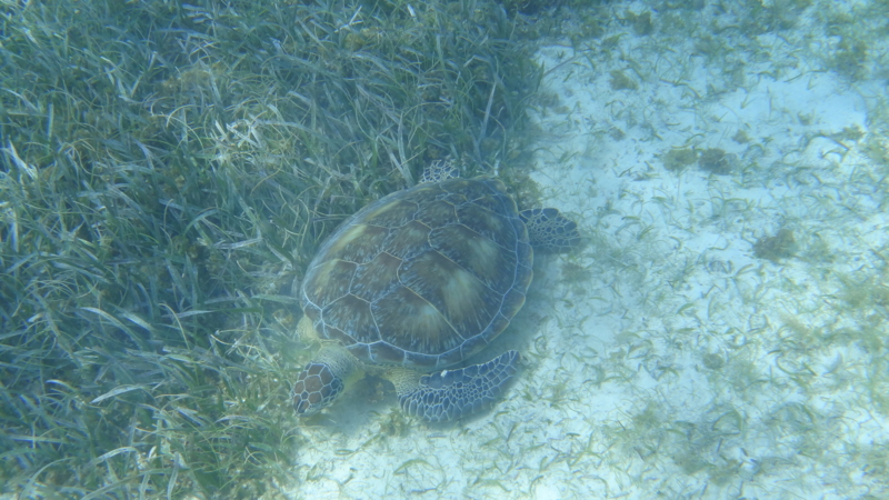 f:id:shioringo83:20121126031015j:image f:id:shioringo83:20121126031015j:image
