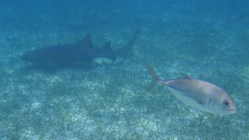 f:id:shioringo83:20121126034435j:image f:id:shioringo83:20121126034435j:image