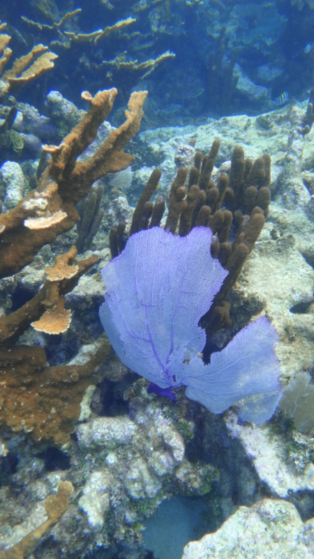 f:id:shioringo83:20121126052528j:image f:id:shioringo83:20121126052528j:image