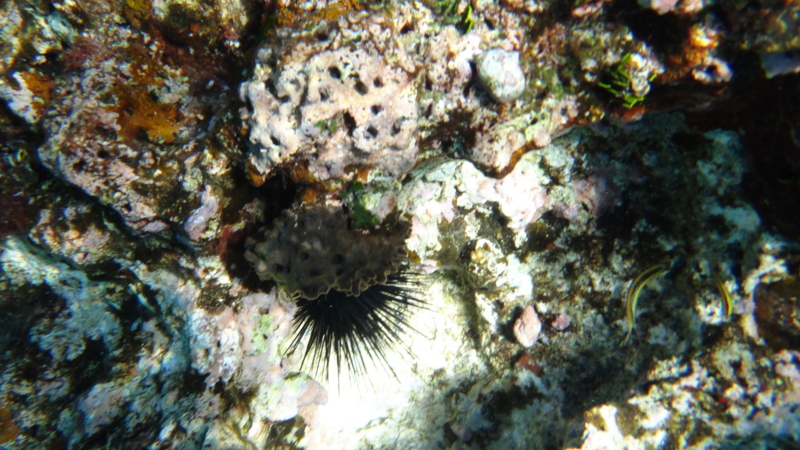 f:id:shioringo83:20121202042603j:image f:id:shioringo83:20121202042603j:image