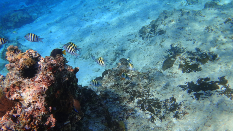 f:id:shioringo83:20121202052200j:image f:id:shioringo83:20121202052200j:image