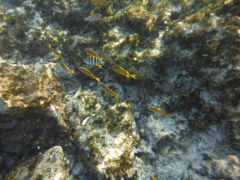 f:id:shioringo83:20121207063855j:image f:id:shioringo83:20121207063855j:image