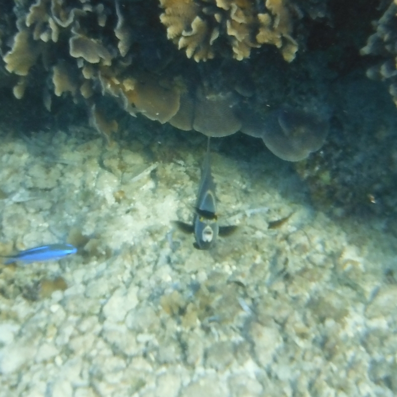 f:id:shioringo83:20121207072231j:image f:id:shioringo83:20121207072231j:image
