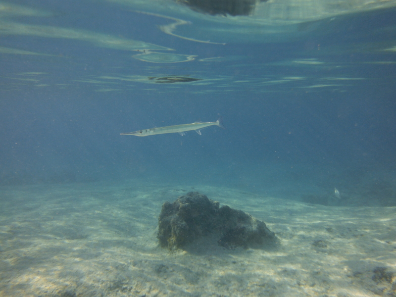 f:id:shioringo83:20121208064515j:image f:id:shioringo83:20121208064515j:image