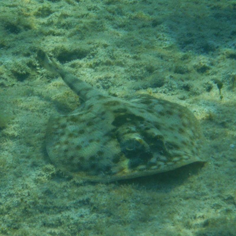 f:id:shioringo83:20121208070418j:image f:id:shioringo83:20121208070418j:image