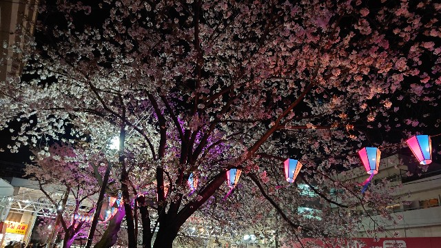 f:id:shioritz:20220407173922j:image f:id:shioritz:20220407173922j:image