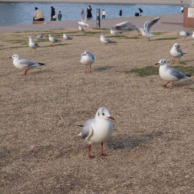 f:id:shioritz:20230310075000j:image f:id:shioritz:20230310075000j:image