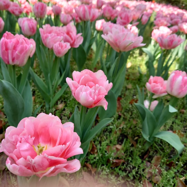 f:id:shioritz:20230405074323j:image f:id:shioritz:20230405074323j:image