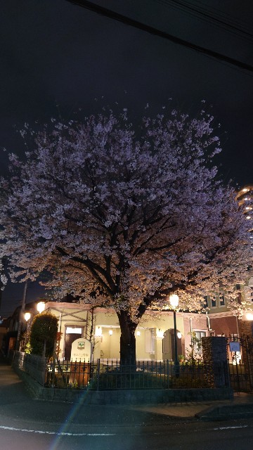 f:id:shioritz:20230405074442j:image f:id:shioritz:20230405074442j:image