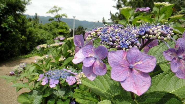f:id:shioshiohida:20110615111259j:image