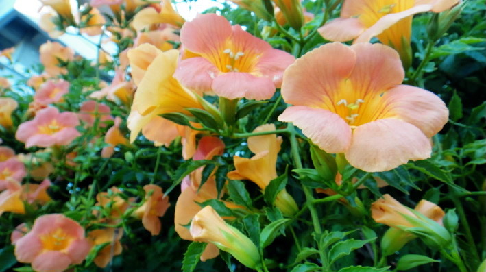 f:id:shioshiohida:20110628170751j:image