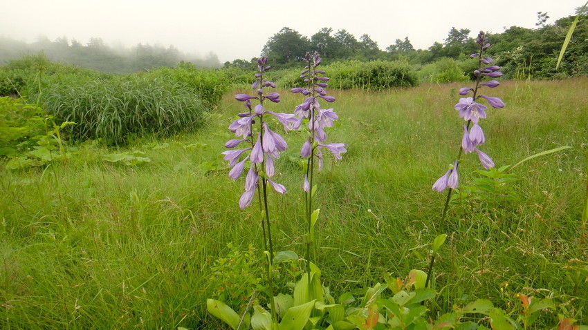 f:id:shioshiohida:20110731163122j:plain