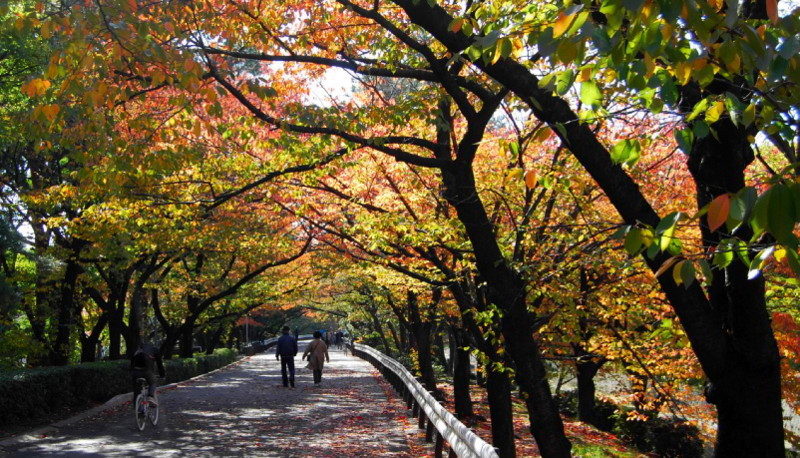f:id:shioshiohida:20121112104824j:image
