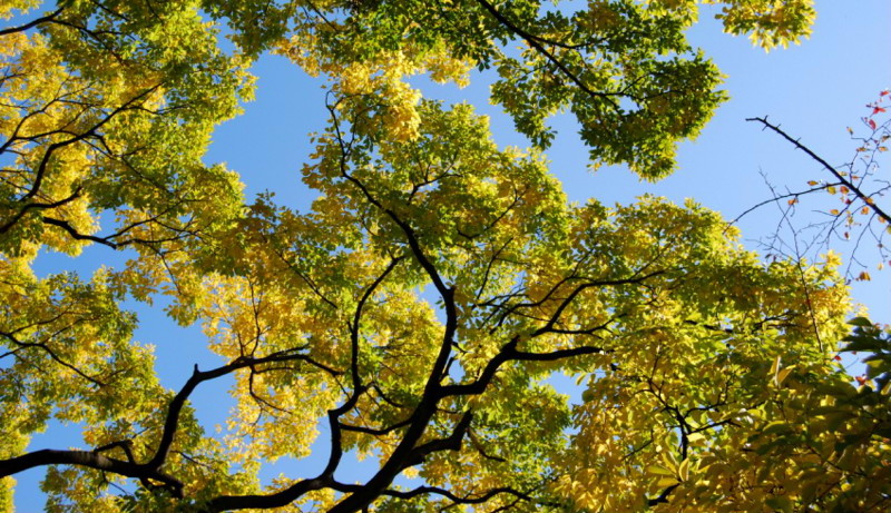 f:id:shioshiohida:20121112105351j:image