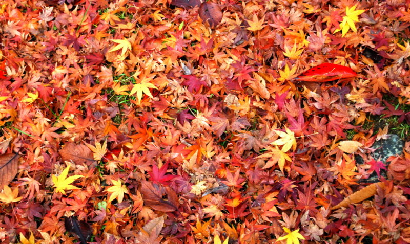 f:id:shioshiohida:20121130103300j:image f:id:shioshiohida:20121130103300j:image