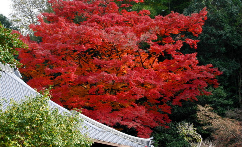 f:id:shioshiohida:20121130111749j:image f:id:shioshiohida:20121130111749j:image