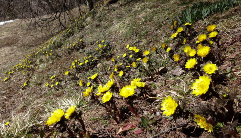f:id:shioshiohida:20130316120925j:plain f:id:shioshiohida:20130316120925j:plain