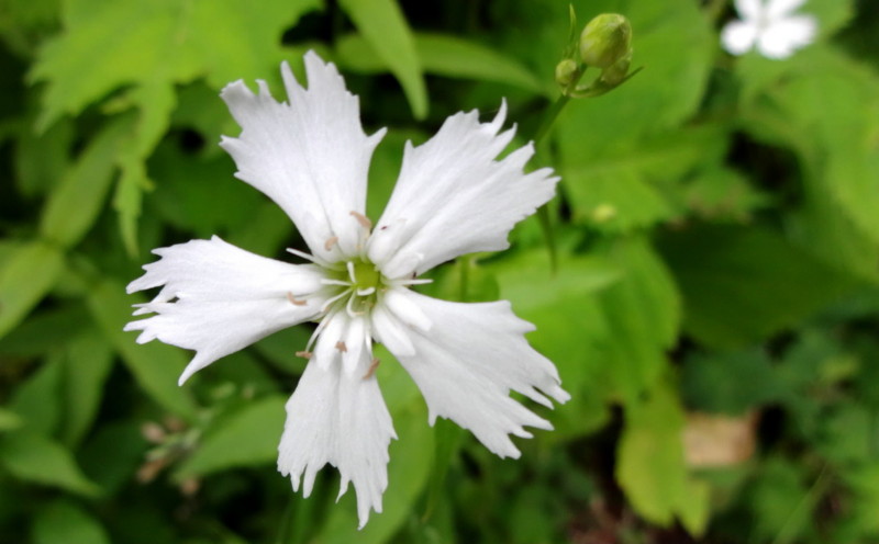 f:id:shioshiohida:20130808145834j:image f:id:shioshiohida:20130808145834j:image