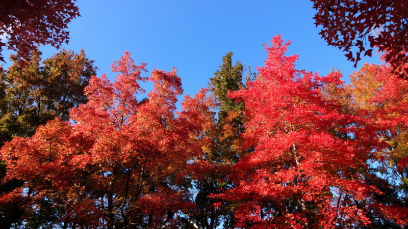 f:id:shioshiohida:20131121150138j:image