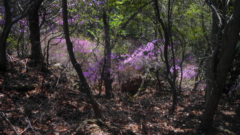 f:id:shioshiohida:20140407101213j:image f:id:shioshiohida:20140407101213j:image