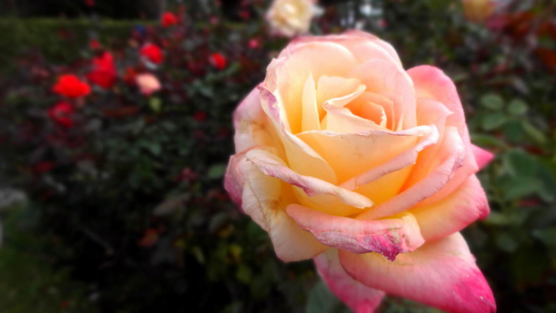 f:id:shioshiohida:20141202144621j:image f:id:shioshiohida:20141202144621j:image