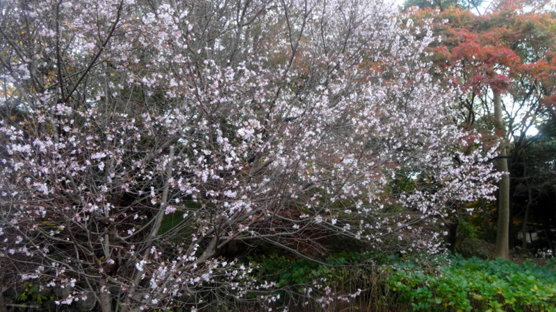 f:id:shioshiohida:20141202145039j:image f:id:shioshiohida:20141202145039j:image