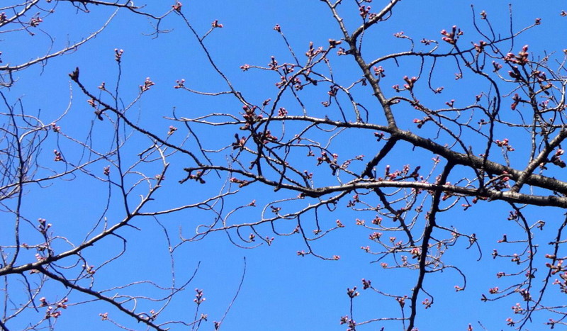 f:id:shioshiohida:20150327085903j:image f:id:shioshiohida:20150327085903j:image
