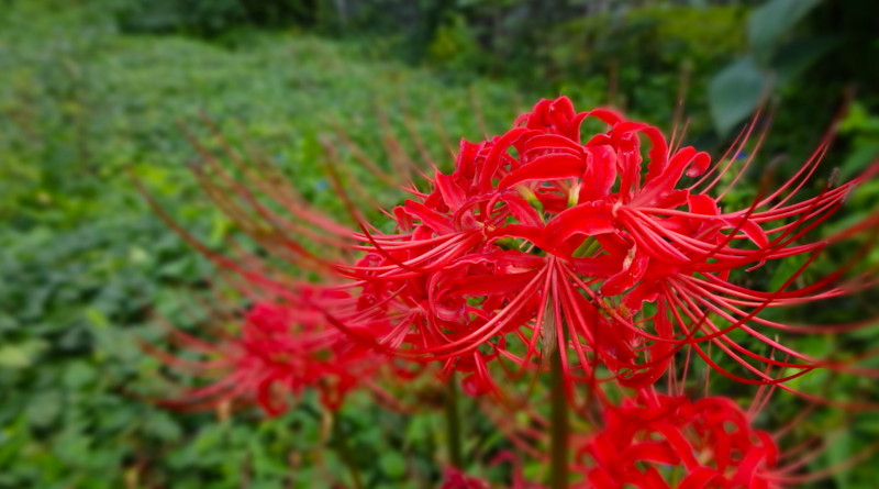 f:id:shioshiohida:20150918110807j:image f:id:shioshiohida:20150918110807j:image