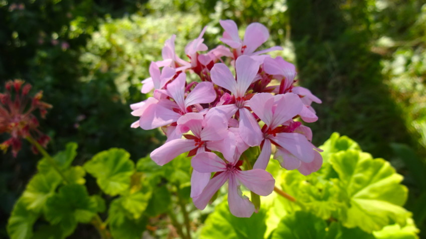 f:id:shioshiohida:20160901101225j:plain f:id:shioshiohida:20160901101225j:plain