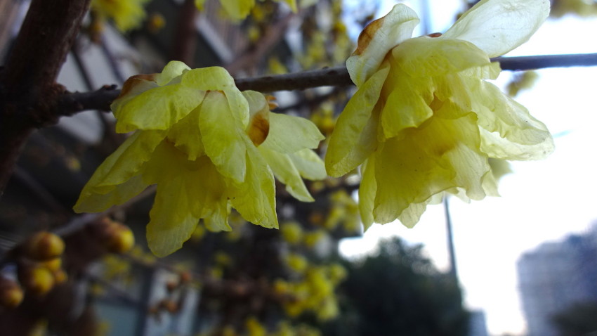 f:id:shioshiohida:20170101093556j:plain