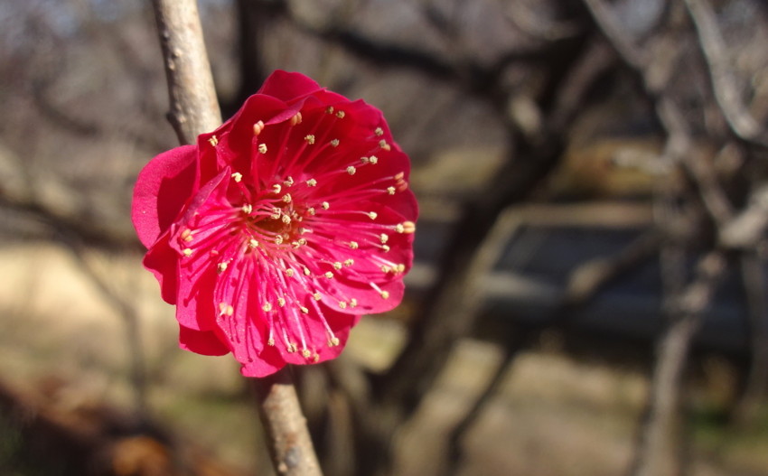 f:id:shioshiohida:20170126111541j:plain f:id:shioshiohida:20170126111541j:plain