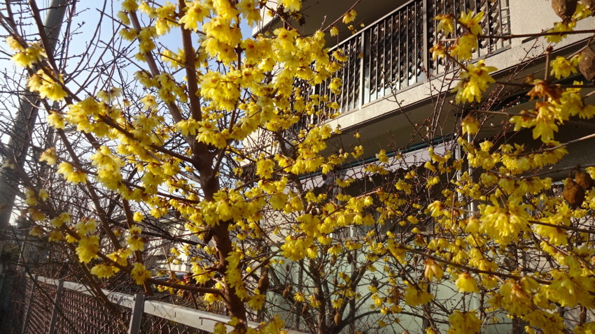 f:id:shioshiohida:20170201151934j:plain f:id:shioshiohida:20170201151934j:plain