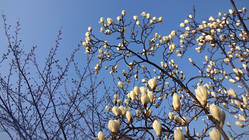 f:id:shioshiohida:20170328165558j:plain f:id:shioshiohida:20170328165558j:plain