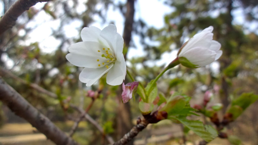 f:id:shioshiohida:20170329125538j:plain f:id:shioshiohida:20170329125538j:plain