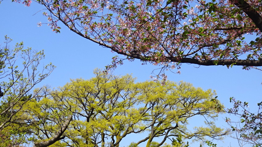 f:id:shioshiohida:20170419104351j:plain f:id:shioshiohida:20170419104351j:plain