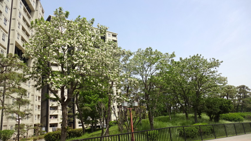 f:id:shioshiohida:20170508111958j:plain