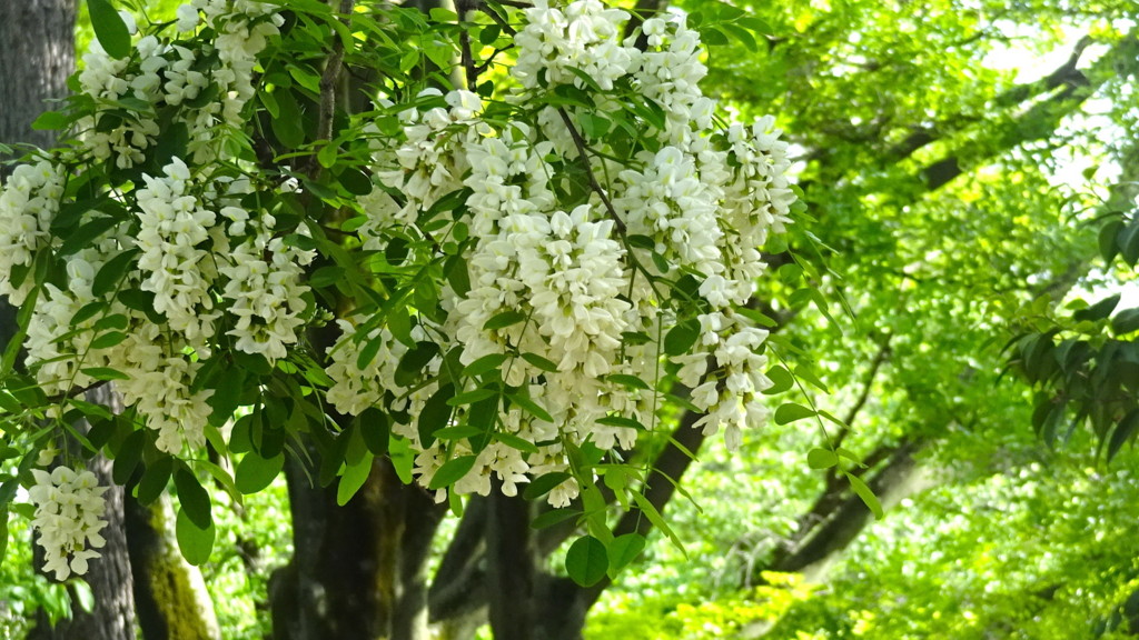 f:id:shioshiohida:20170508154531j:plain