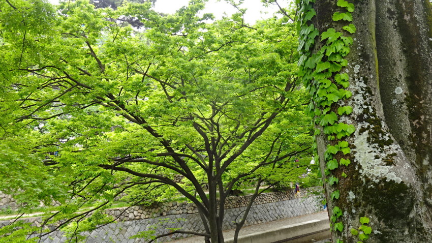 f:id:shioshiohida:20170509112121j:plain f:id:shioshiohida:20170509112121j:plain