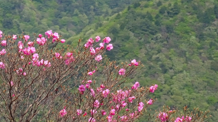 f:id:shioshiohida:20170511131537j:plain f:id:shioshiohida:20170511131537j:plain