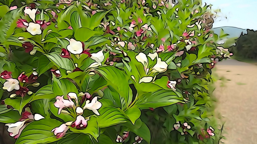 f:id:shioshiohida:20170517113442j:plain