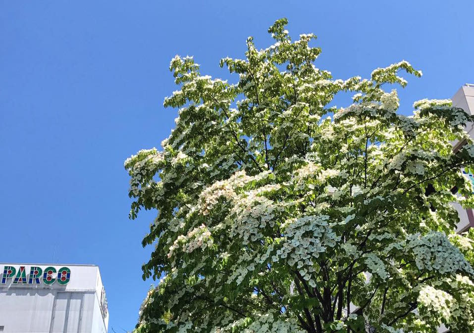 f:id:shioshiohida:20170623003239j:plain f:id:shioshiohida:20170623003239j:plain